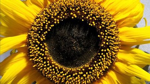 The Sunflower