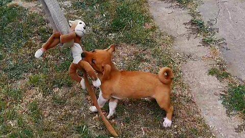 🐶 Watching my dog grow up 🐕