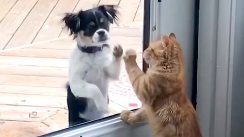 Cats That Are Dogs! | The Best Cute, Funny Animal Videos Compilation