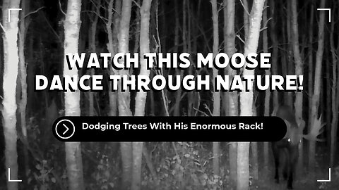 Epic Moose Rack!