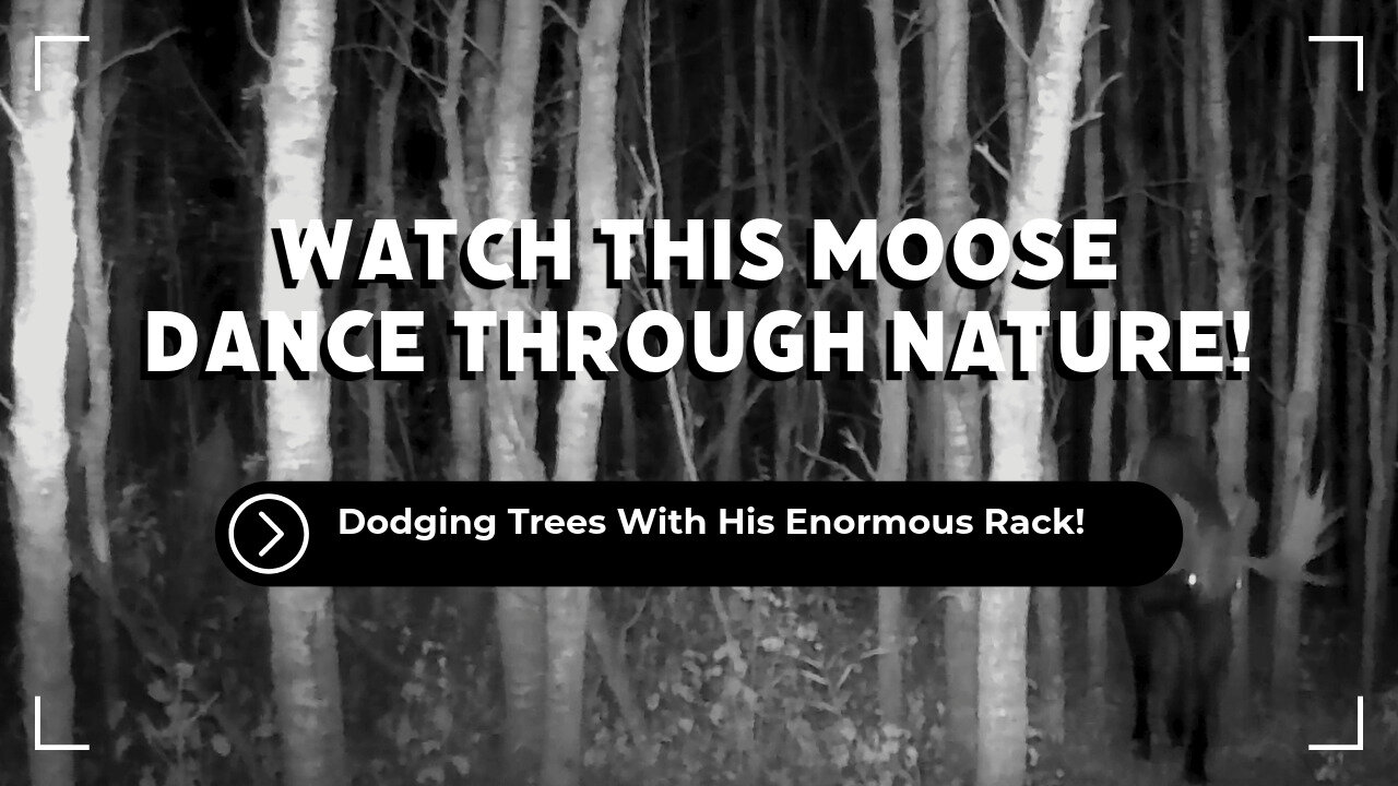 Epic Moose Rack!