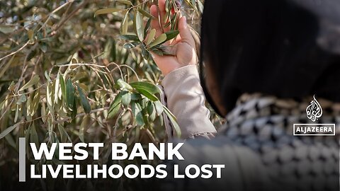 Olive trees destroyed: Israeli 'land grab' tears up Palestinians' livelihoods