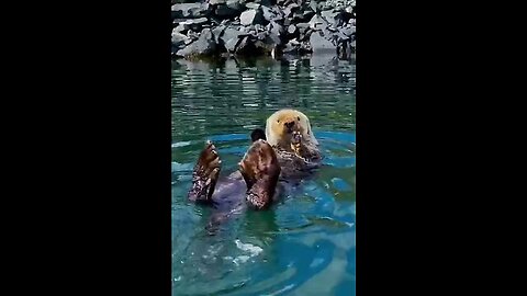 Sea otters have an impressive lung size