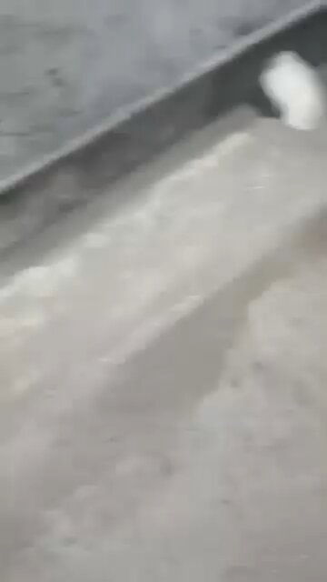 پھولنگر پتوکی ظلم کی انتہاءحوا کی بیٹی خاوند اور سسرالیوں کے مظالم کا شکار