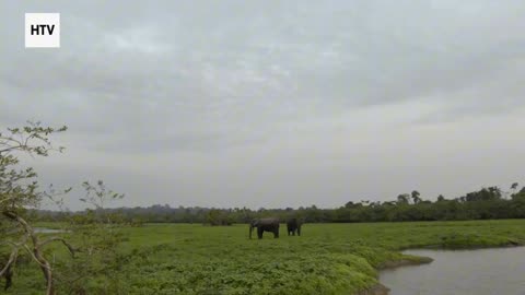 Elephant & African Wildlife #6 – Majestic Giants of Gabon