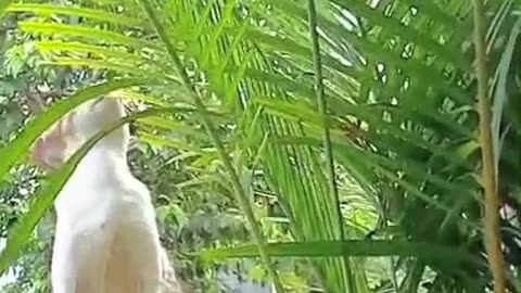 “My Cat Thinks He’s a Ninja Hunter — Climbing Walls, Trees, and Roofs Just to Show Off!”