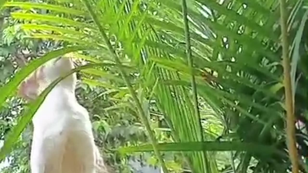 “My Cat Thinks He’s a Ninja Hunter — Climbing Walls, Trees, and Roofs Just to Show Off!”