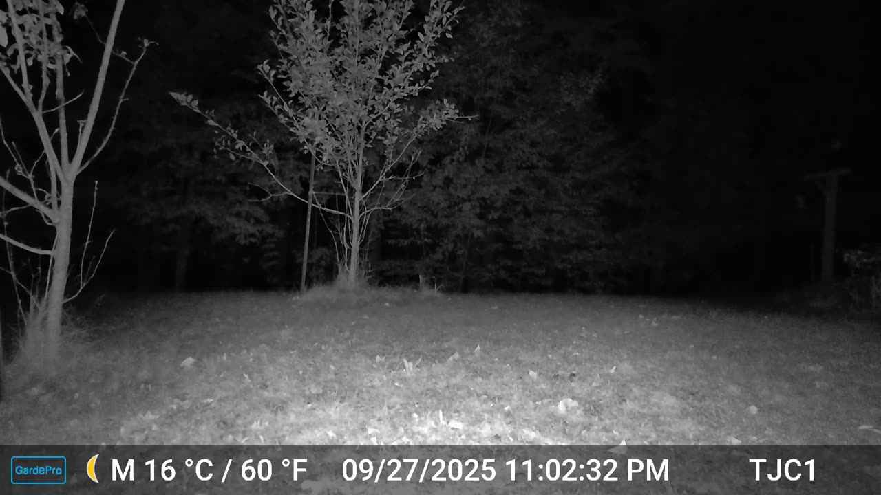 Coyote and Hooting Owl