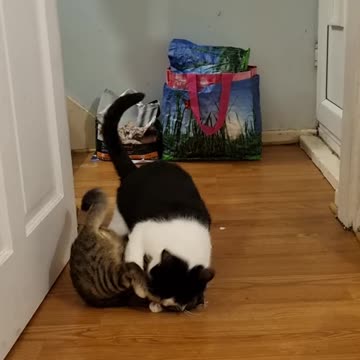 Cute Cat and Kitten Play-fighting