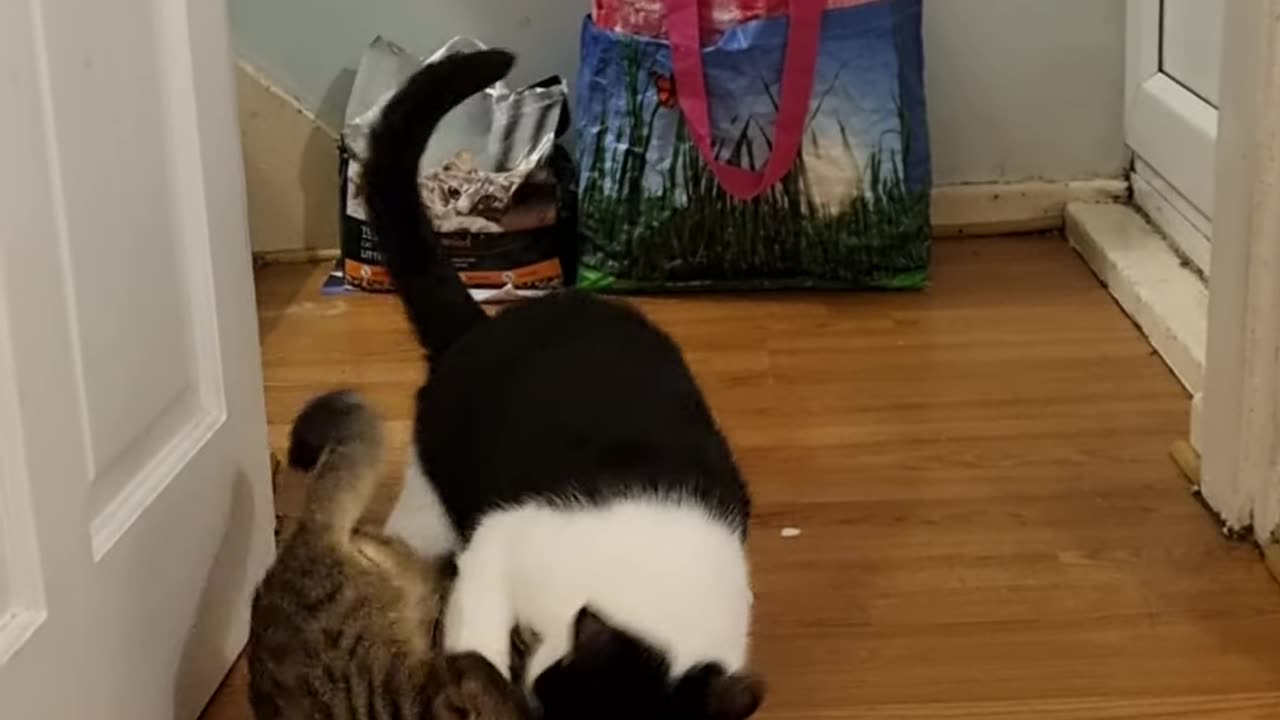 Cute Cat and Kitten Play-fighting
