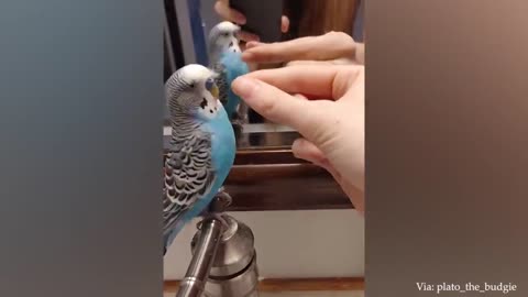 The FUNNIEST Parrots 🤣 Best Compilation