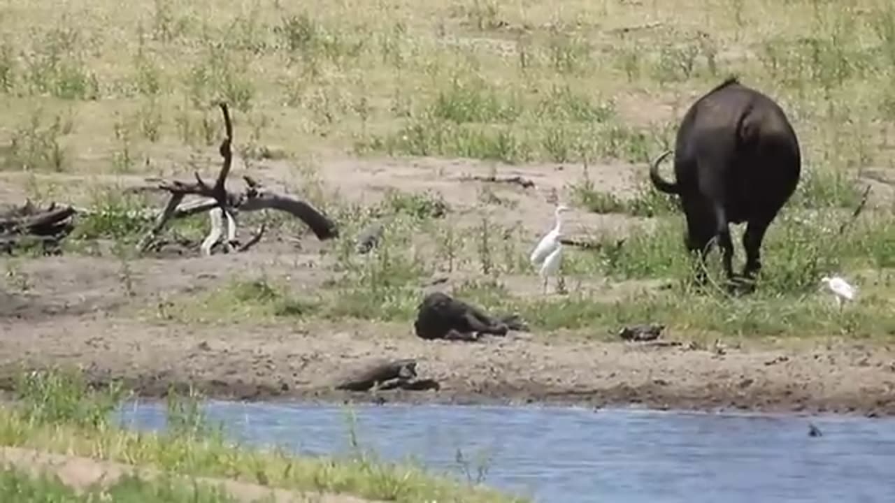 animals