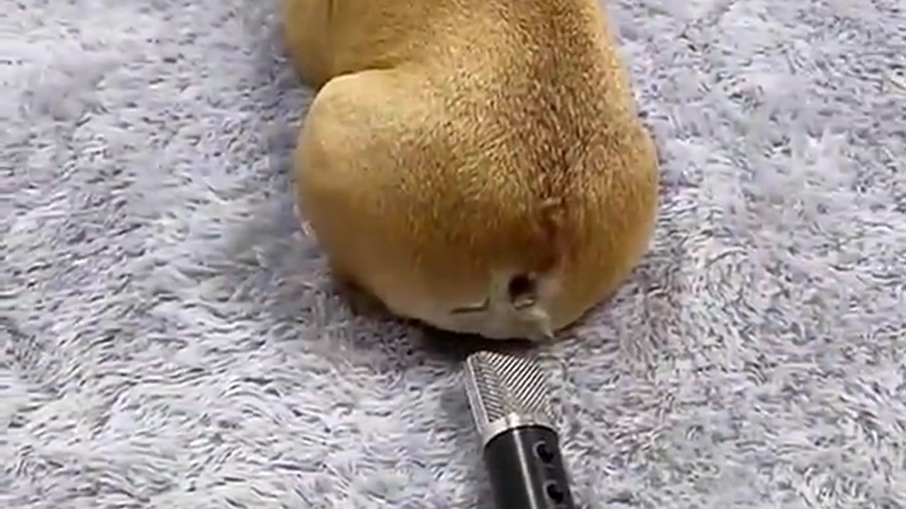 Fart Sound Effect _ Puppy Fart Sound Funny Video