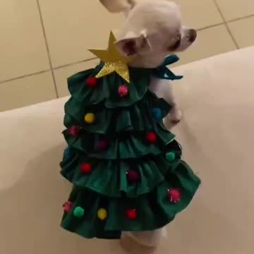 Some heroes wear Christmas trees 🤣