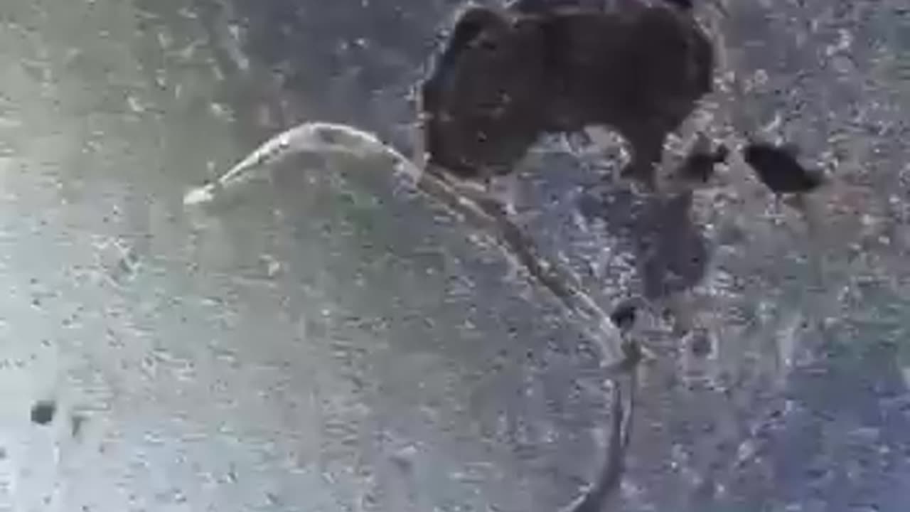 イベルメクチンはヒトと動物の両方の寄生虫を駆除します