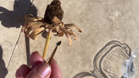 How to collect Zinnia flower seeds