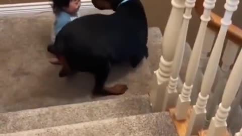 Dogs Are Truly Angels on Earth 🐶