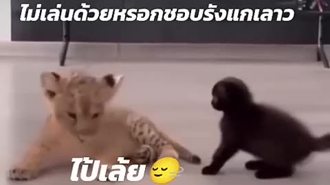 Funny cat video