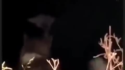 😨👾 Have You Ever Encountered the Chupacabra? | TheHauntingHour