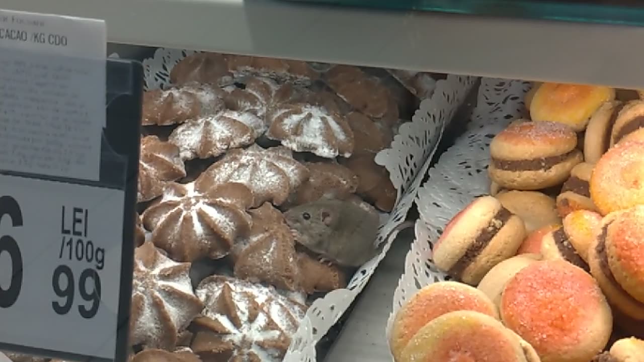 Customer Records Mouse in Bakery Display Case