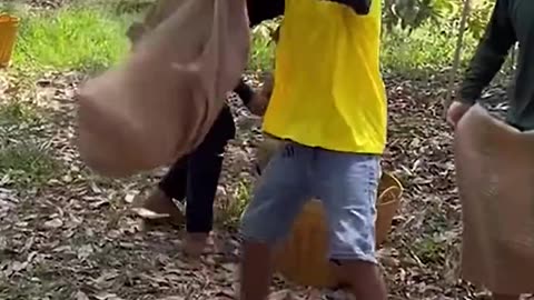 From Tree to Table — The Crazy Journey of a Durian 😳🌳