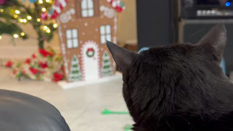 Cute Precious Piper Looks Like a Little Girl Waiting for Santa Claus - My Adopted Shelter Cat Vlog