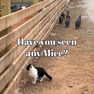 Have you seen any mice