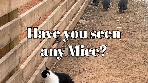 Have you seen any mice