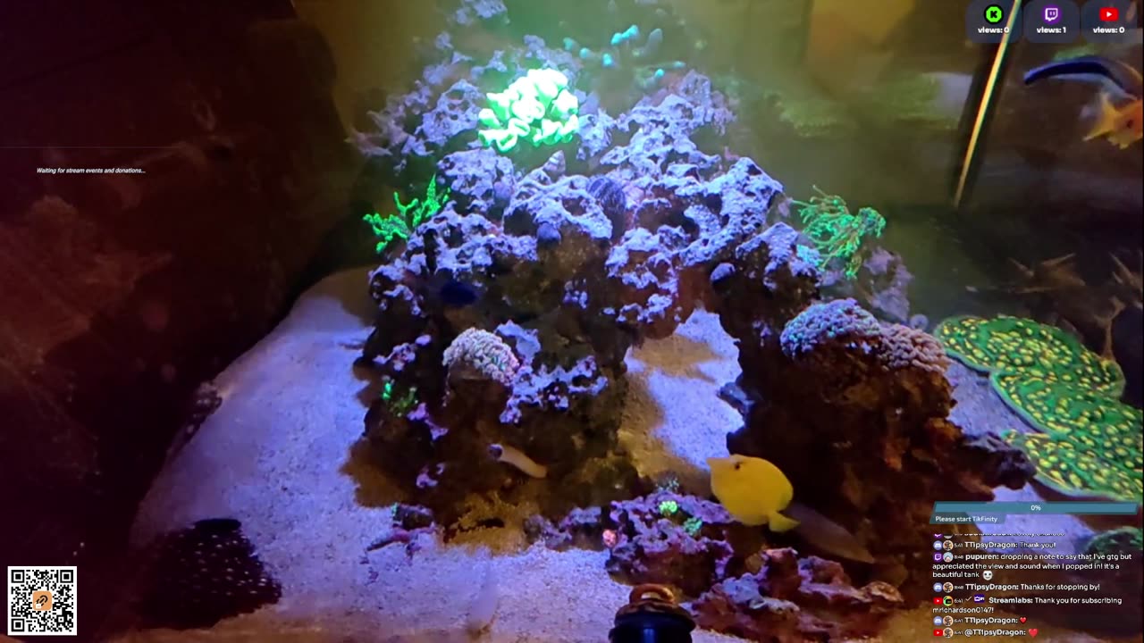 24/7 Real Live Reef Stream