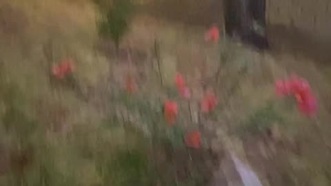 Electro-Culture_ Copper and plants experiment... (May 13th 2024)