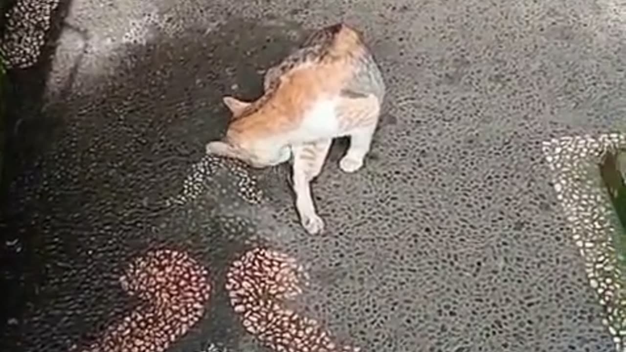 “My Cat Reported a Duck Intruder! 🐱🦆 | Cat Demands I Kick the Duck Out 😂”