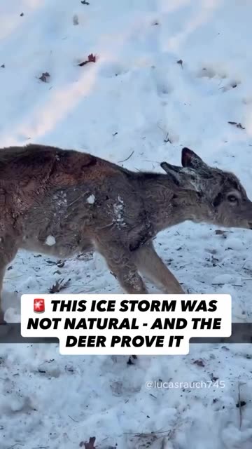 THIS ICE STORM WAS NOT NATURAL - AND THE DEER PROVE IT