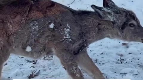 THIS ICE STORM WAS NOT NATURAL - AND THE DEER PROVE IT