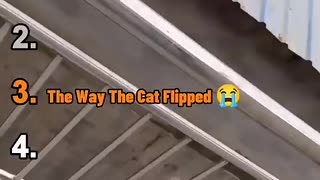 Viral: 🐱 Top 5 Funniest CAT MOMENTS 🐱 #shorts