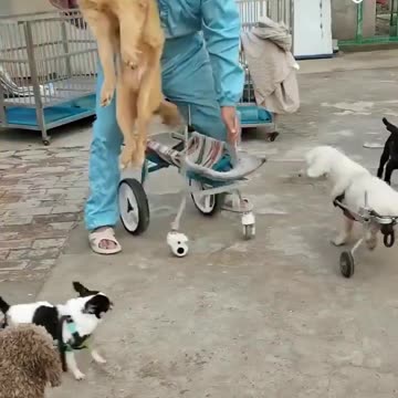 Man makes wheelchairs for crippled dogs! Thank you