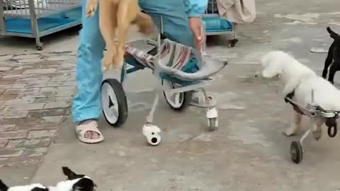 Man makes wheelchairs for crippled dogs! Thank you