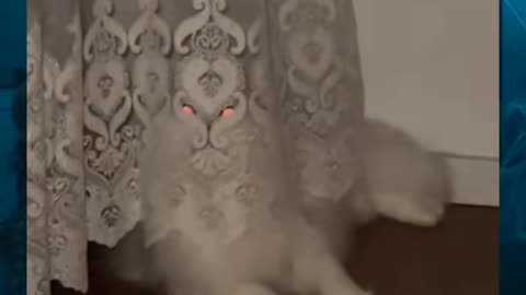 😨🐱 Creepy Cat or Something More Sinister? | TheHauntingHour