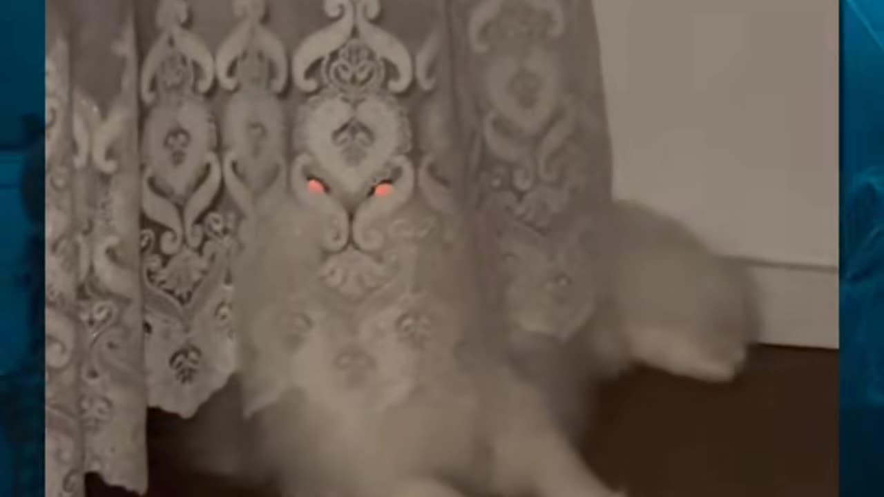 😨🐱 Creepy Cat or Something More Sinister? | TheHauntingHour