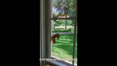 Ever Seen An Indoor Beehive?