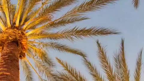 6 PM Angelus Prayer Challenge