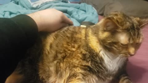 One Brush, One Chill Cat: Ultra Relaxing Feline Vibes