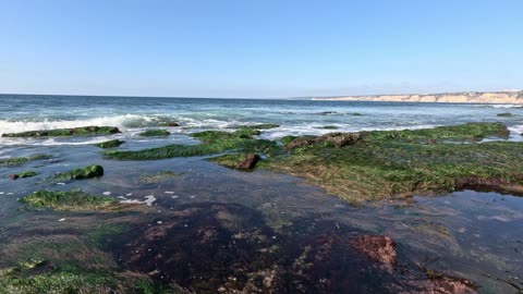 LOW TIDE Fish Finding Camouflage Fish #colorful #fish #nature