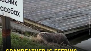 🐦🌳 Ukraine Russia War | Elderly Man Feeds Nutrias in Ivano-Frankivsk | RCF