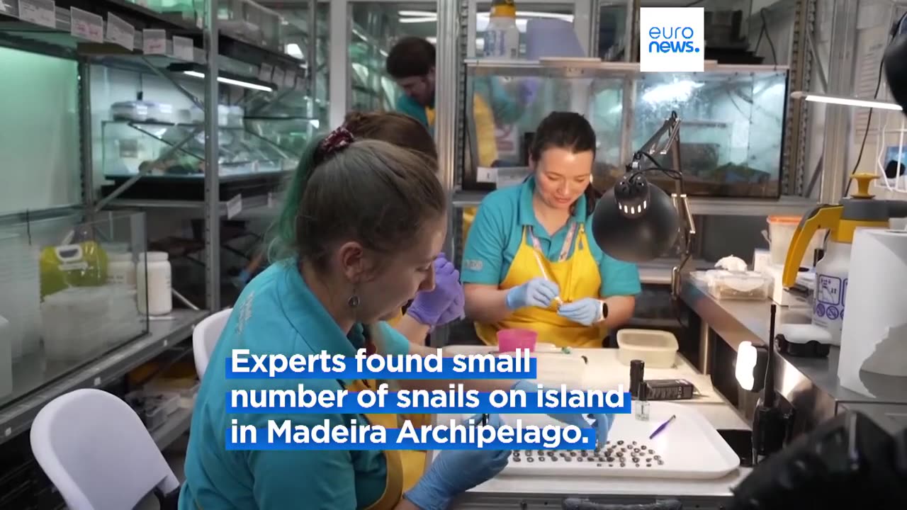 UK zoo breeds and releases endangered snail onto Atlantic island