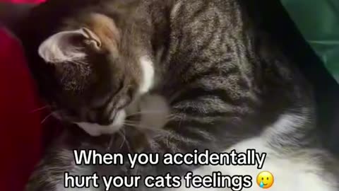 😊 🐯#Kittens 🐶#Behaving 🐰#Curiously and 🐹#Funnyly. - 🐞#FunnyCats7689.👍