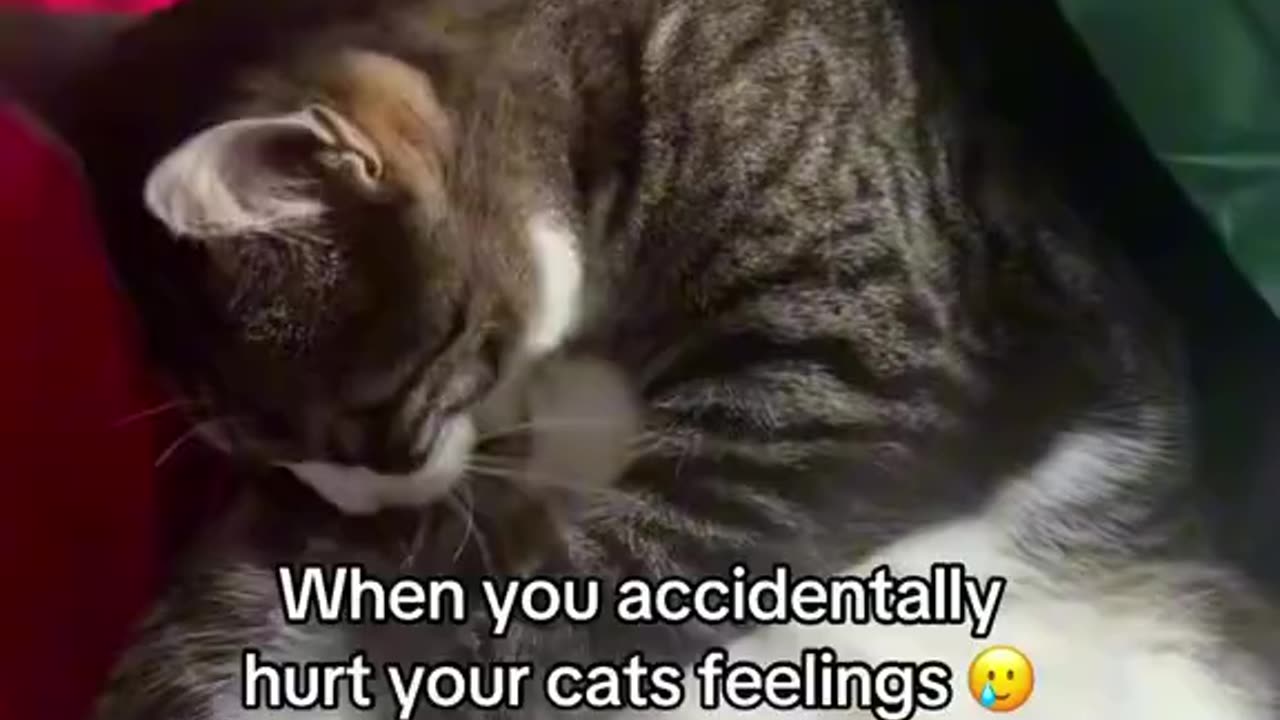 😊 🐯#Kittens 🐶#Behaving 🐰#Curiously and 🐹#Funnyly. - 🐞#FunnyCats7689.👍