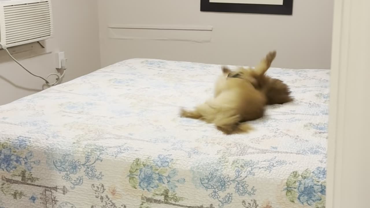 Dog Rolling on Hotel Bed