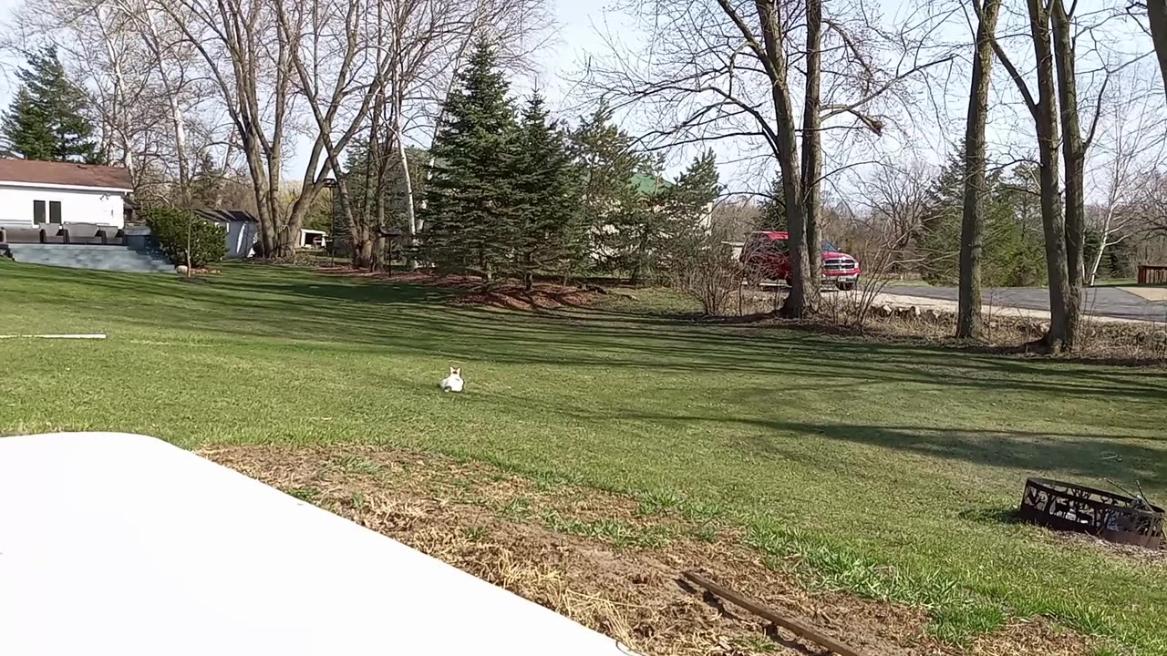 Buddy T Cat Stalking Nothing