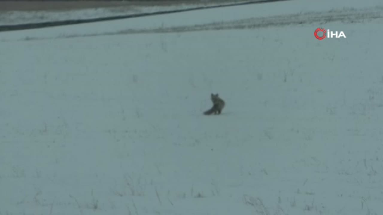 Kars'ta tilkiler avını kar altında böyle yakaladı