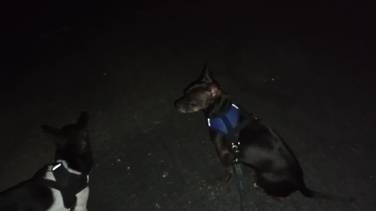 ChaCha Paco doggie walk midway stop I'm quite happy ChaCha went #2 needs anal glands done20251005251